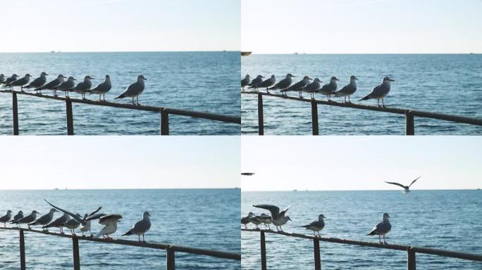 许多海鸥坐着。