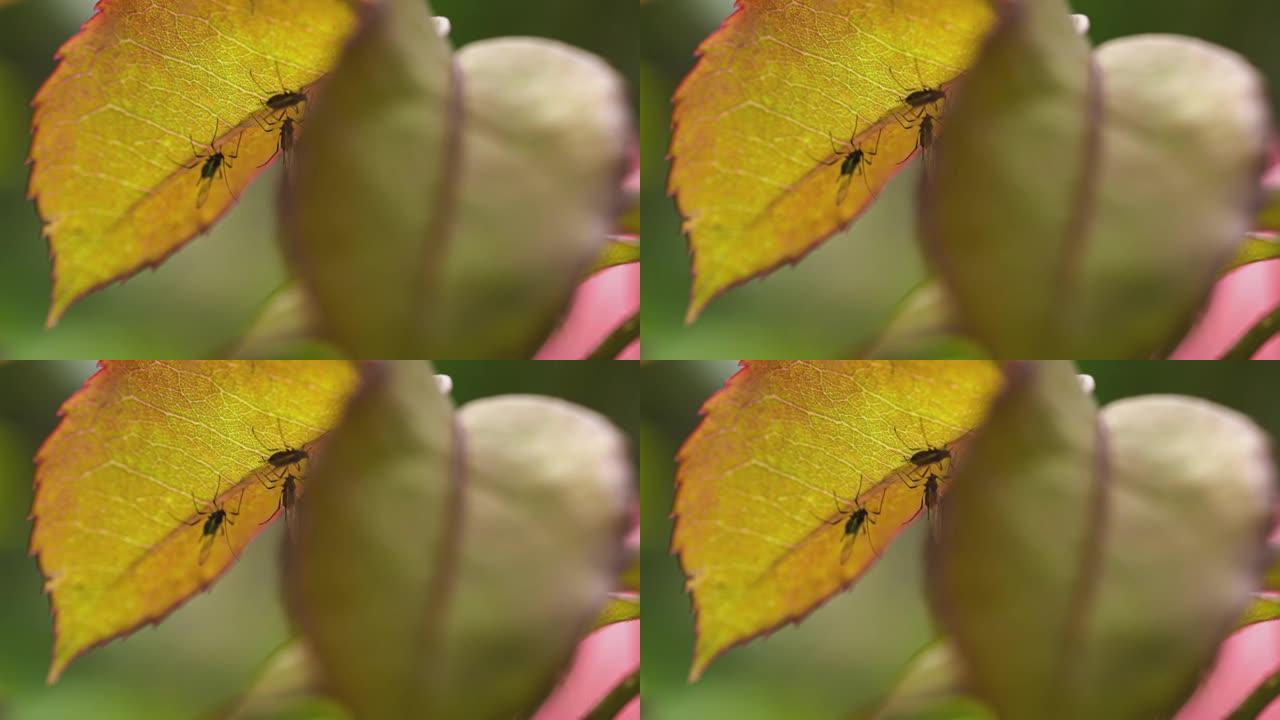 叶子上的昆虫