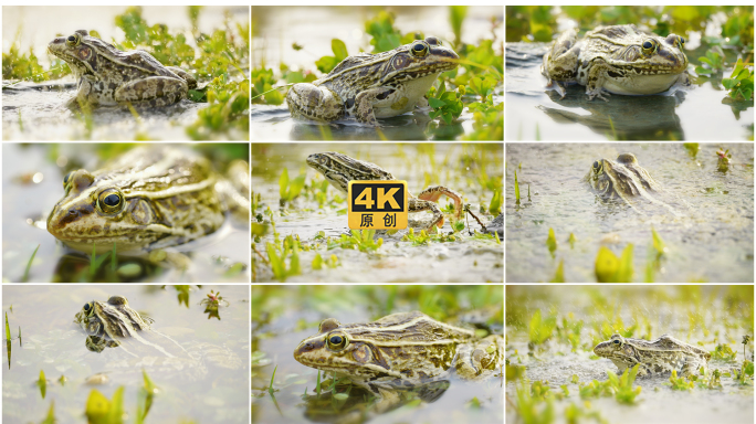 湿地里的青蛙跳跃田鸡蛤蟆 池塘