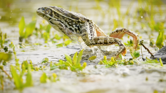 湿地里的青蛙跳跃田鸡蛤蟆 池塘