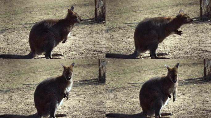 小袋鼠抓痕，咀嚼和扭动耳朵。Antilopine wallaroo, Macropus antilo