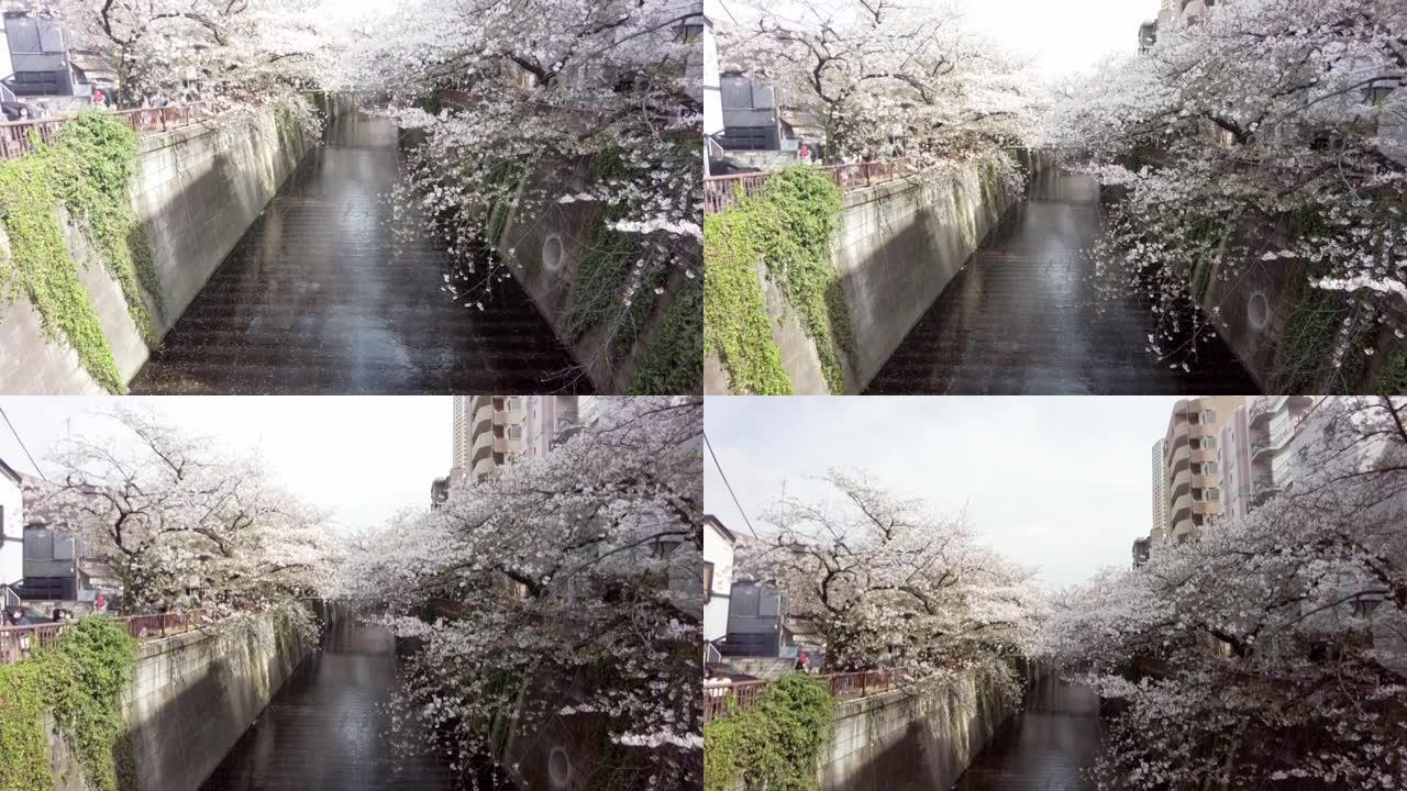 东京目黑区中目黑河的樱花树景观