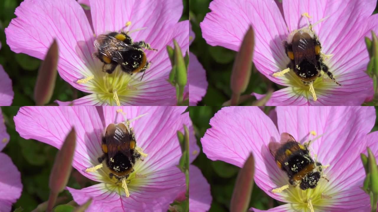 大黄蜂花