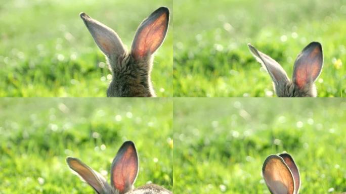 绿草中的成年兔子，草地上的灰色兔子