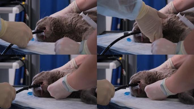 兽医给猫做胃镜检查