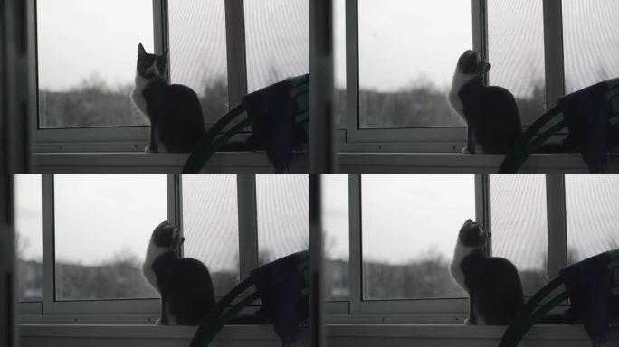 猫坐在阳台上的窗户边缘，环顾四周，转头。从侧面射击
