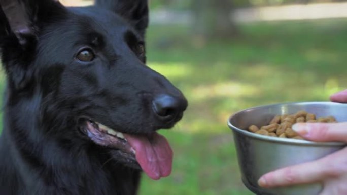 主人手上装满干宠物食品的黑色瑞士牧羊犬碗，但狗拒绝了，关闭了。因病而食欲不振。挑剔的动物。宠物正在按