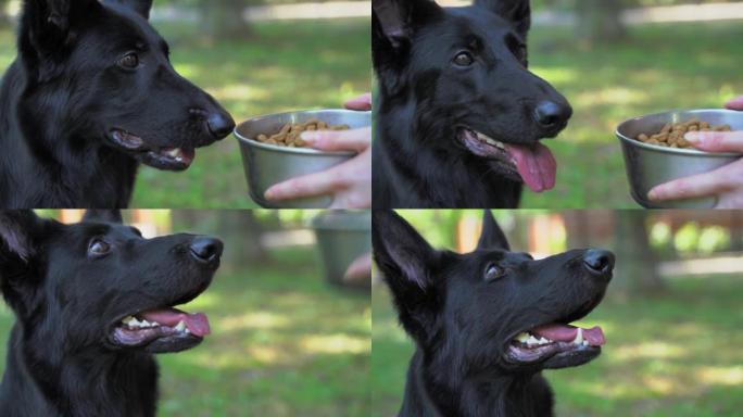 主人手上装满干宠物食品的黑色瑞士牧羊犬碗，但狗拒绝了，关闭了。因病而食欲不振。挑剔的动物。宠物正在按