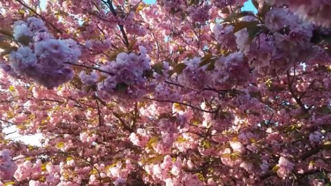 在早晨的阳光下绽放粉红色的樱花。七十年的老树