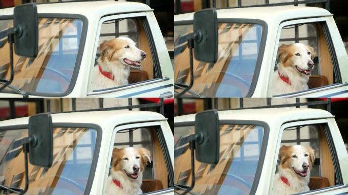 金毛猎犬从车窗向外看