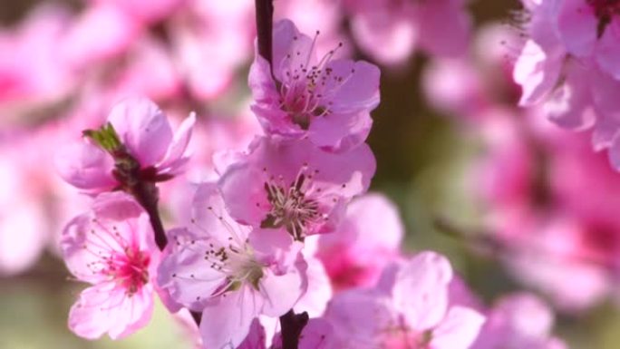 美丽的粉红色桃花在花园里