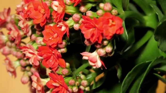 Kalanchoe盆栽植物，带有小而密的红色花朵和芽