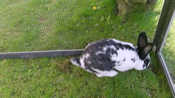 有黑点的白兔在兔笼里摆姿势