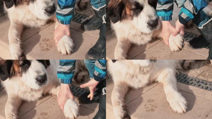 少年的手触摸狗毛茸茸的爪子。最喜欢的爱好，有爱心的狗。