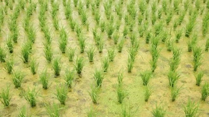 稻田向上倾斜视图三农村农业乡村振兴农田种