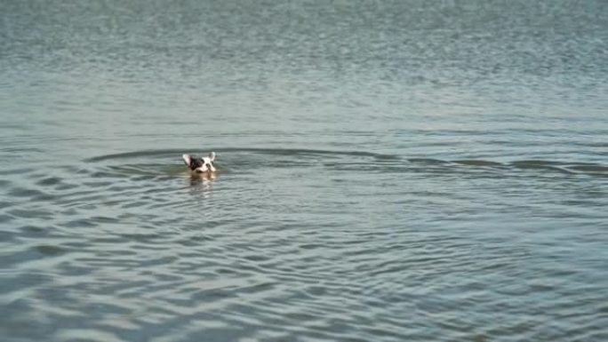 慢动作: 狗将棍子放在水上