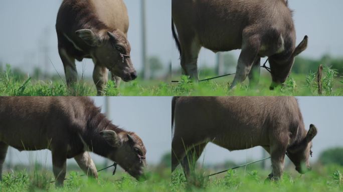 Z 4K 耕牛在草地上吃草