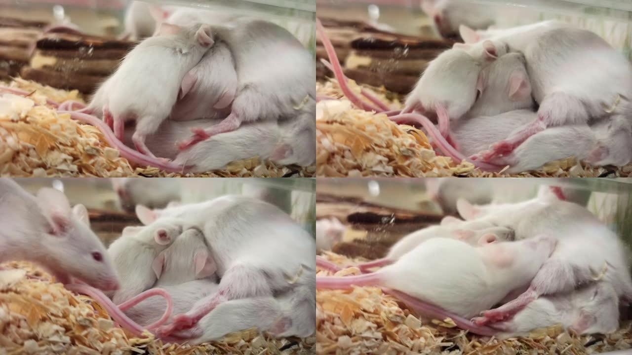 宠物店里的小白老鼠吮吸妈妈的牛奶，喂养哺乳动物