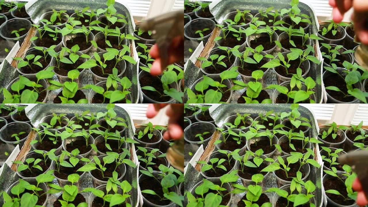 用手动喷洒器灌溉甜椒幼苗。种植甜椒。