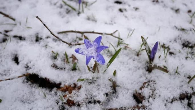 芬兰花园的4月降雪