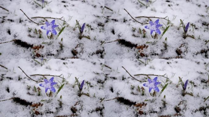 芬兰花园的4月降雪