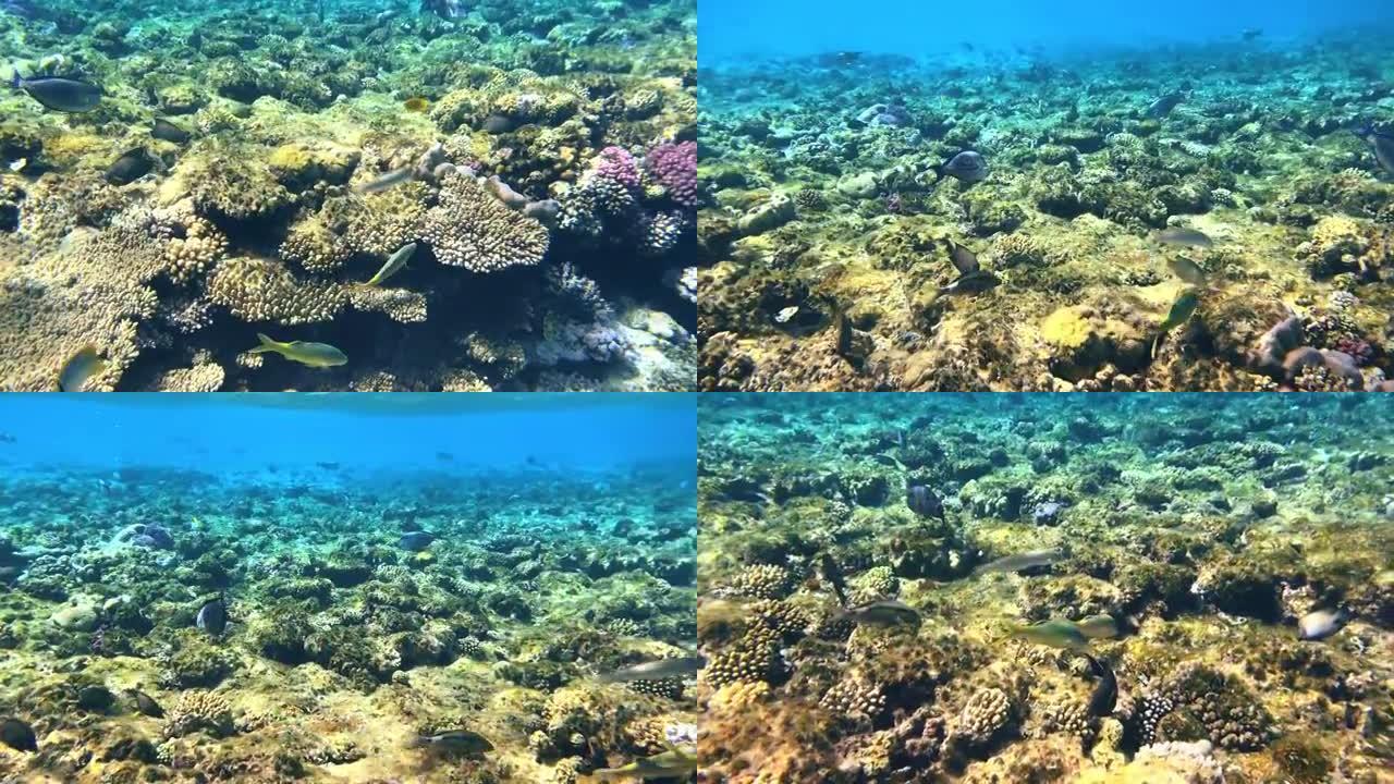 珊瑚礁在红海水下五颜六色的热带鱼。POV浮潜。热带色彩缤纷的海景。水下珊瑚礁。珊瑚礁场景。埃及。沙姆