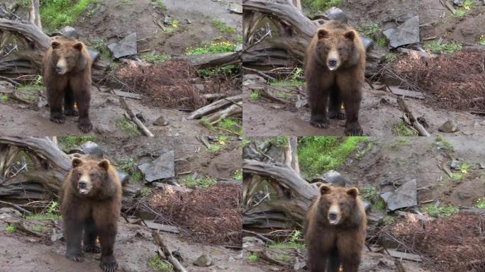 黑熊生气了，呼吸沉重。阿拉斯加的野生动物。