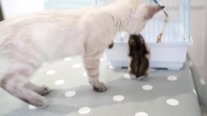 一只白色的涅夫斯基化妆舞会小猫和一只准加仓鼠玩耍。