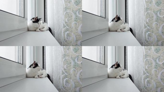 窗台上的窗户附近躺着一只黑色斑点的白色家猫，特写