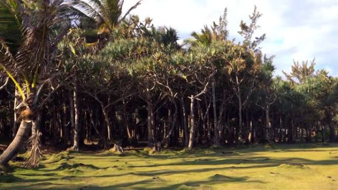 在留尼汪岛上的Cap Mechant中，常见的松木露兜树森林