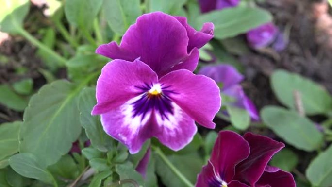春天花园里的紫色三色堇花