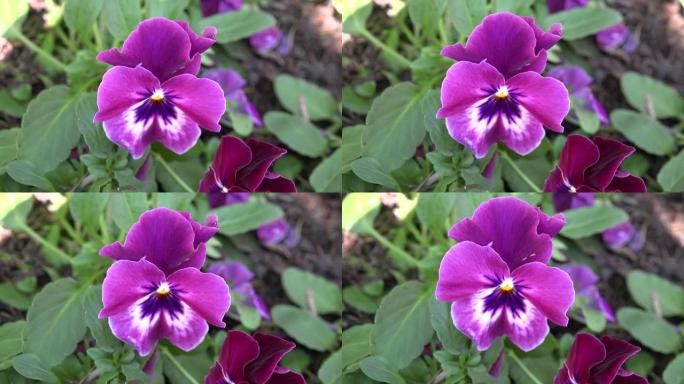 春天花园里的紫色三色堇花