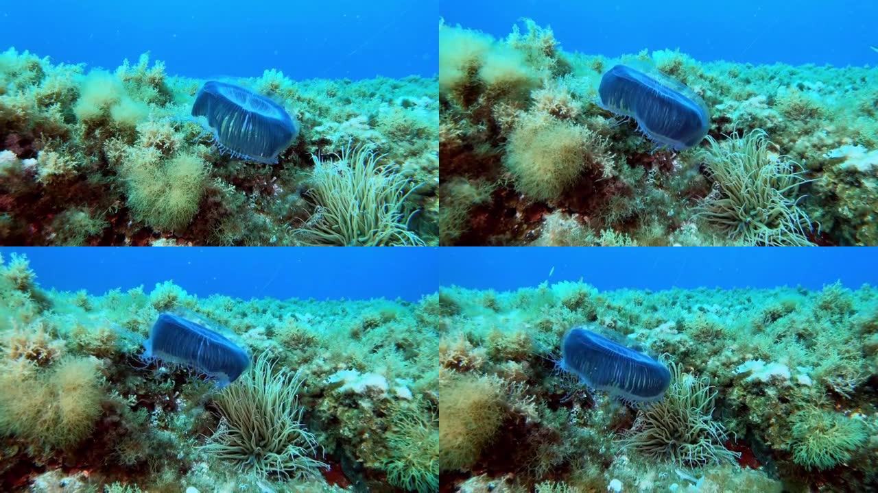 地中海稀有海洋生物。浅水中的蓝色水母