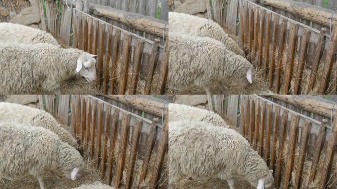 一小群不穿衣服的白羊在村子里的一个农场里吃干草。带有白色枪口的有趣绵羊