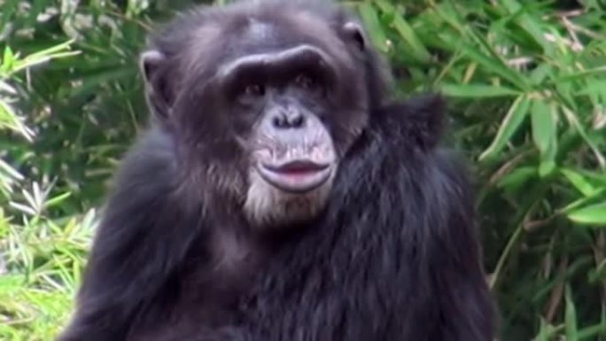 新加坡大自然中心的猴子黑猩猩的特写肖像。