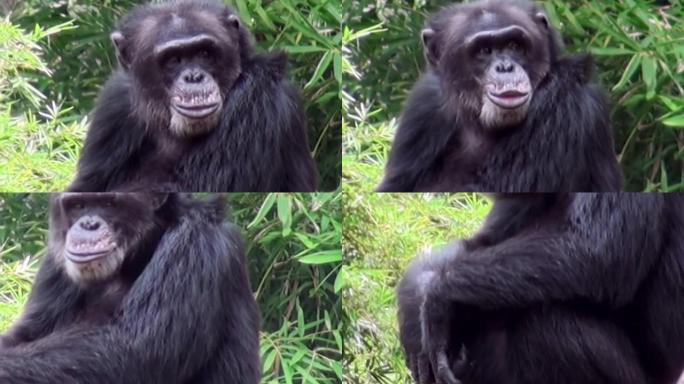 新加坡大自然中心的猴子黑猩猩的特写肖像。