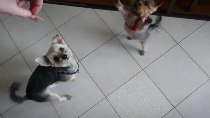 可爱的约克夏犬和莫基在厨房里要食物，抓了一块肉