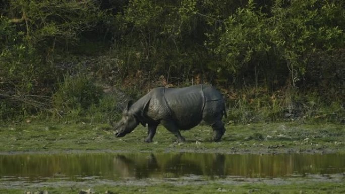 印度一角犀牛 (Rhinoceros unicornis) 在水体中以慢动作放松