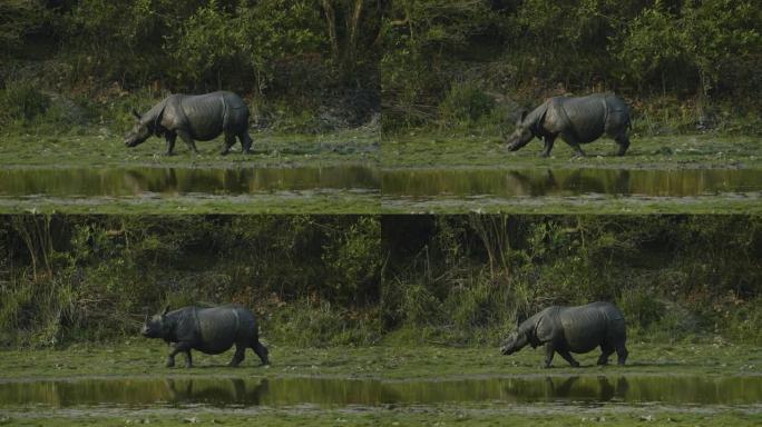 印度一角犀牛 (Rhinoceros unicornis) 在水体中以慢动作放松