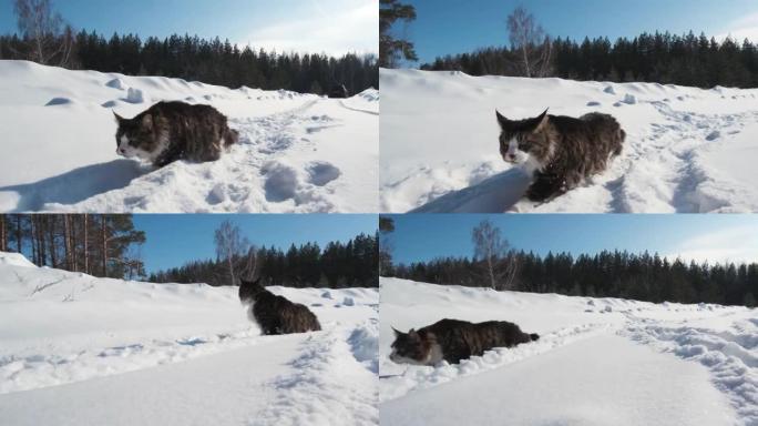 大猫缅因·库恩 (Maine Coon) 偷偷摸摸，在树木之间的冬季森林中走过积雪覆盖的空地，环顾四