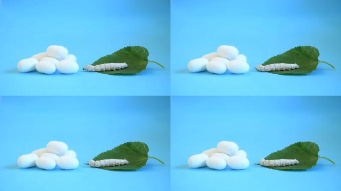 桑叶上的蚕和蚕cocoons