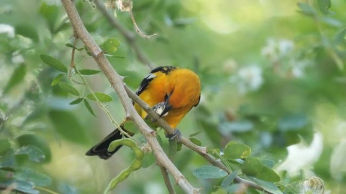 黄尾黄鹂黄鹂鸟特写鸟吃东西树枝上的鸟儿