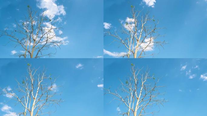 秋季干树带树枝的延时拍摄。