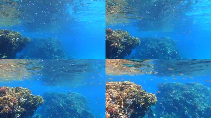 一大群小鱼在珊瑚礁附近的蓝色水面下游泳。海洋中的水下生物。摄像机向前移动，接近一群鱼 (4k-60p