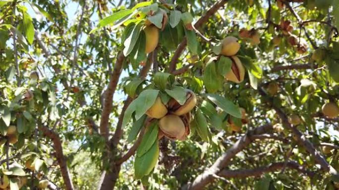 杏仁坚果。树上的绿色杏仁准备收获。