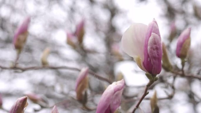 在暴风雪后期，粉红色的木兰花和被雪覆盖的树