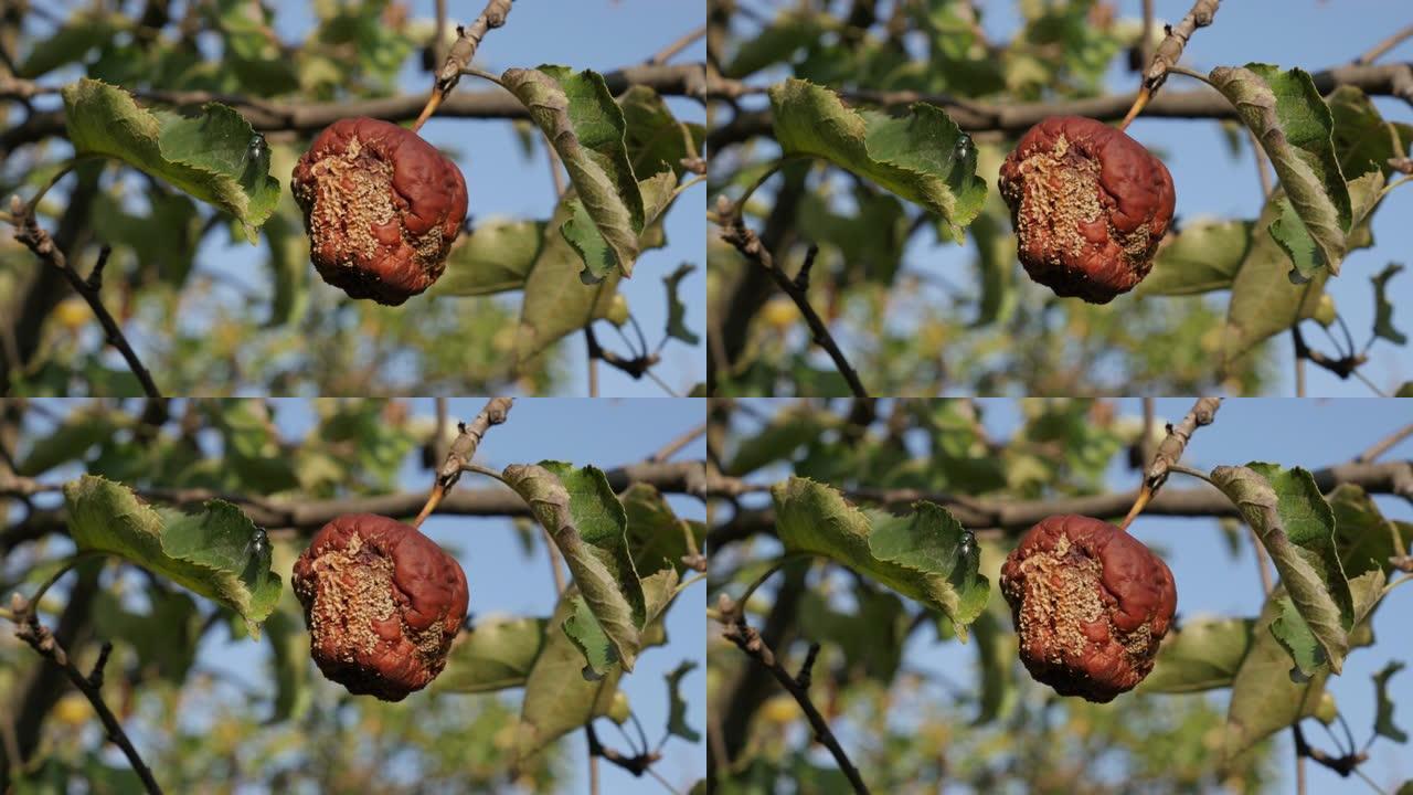 树枝上的一个烂苹果4k镜头