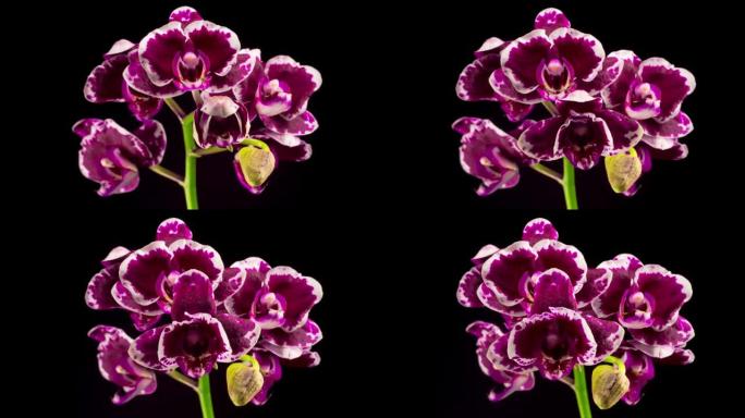 盛开的紫色郁金香兰花蝴蝶兰花