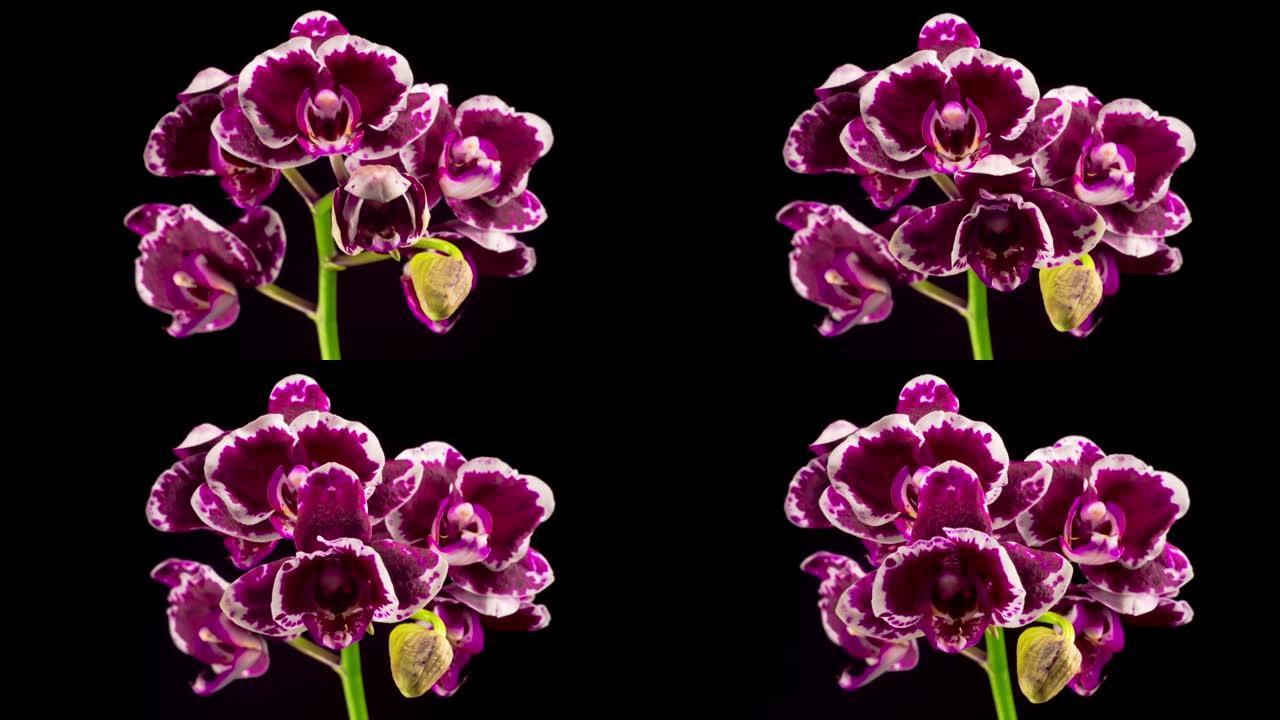 盛开的紫色郁金香兰花蝴蝶兰花