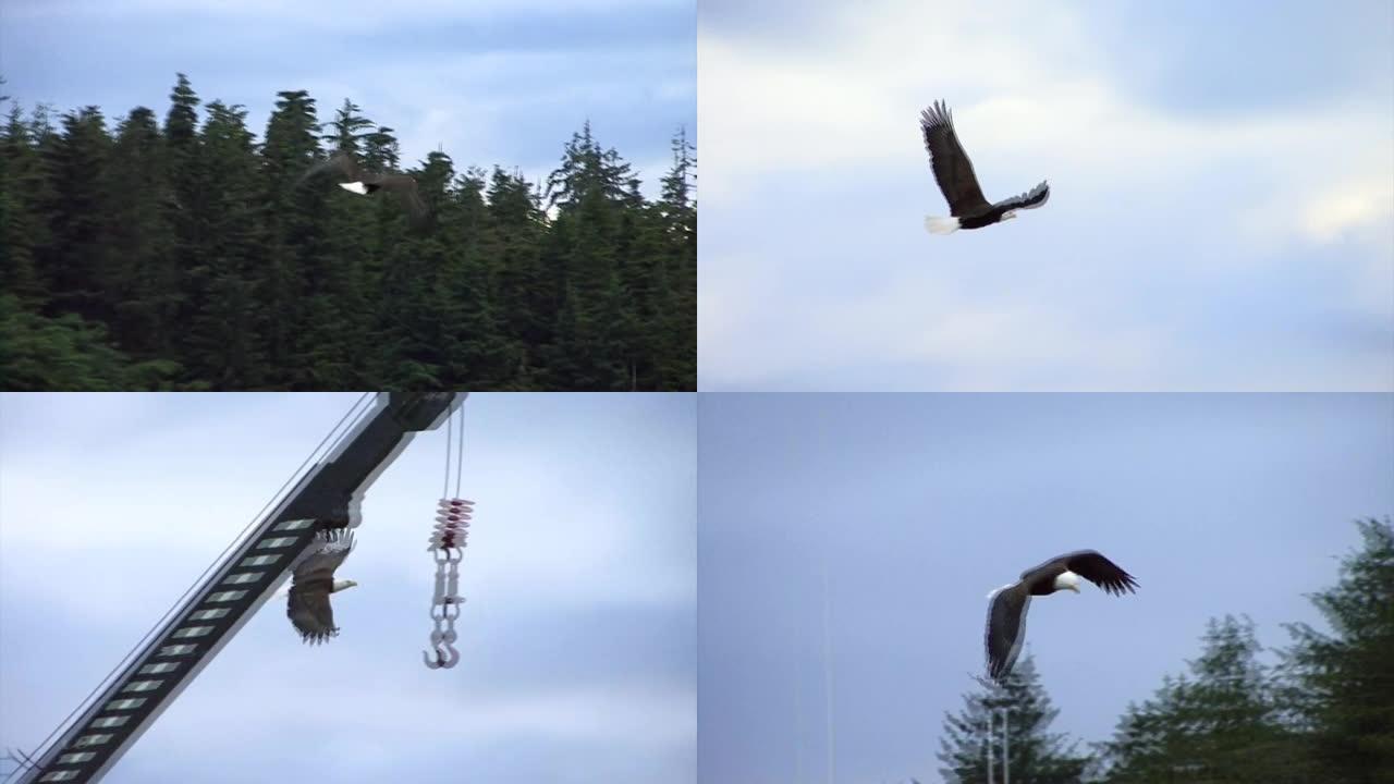 阿拉斯加飞行中的秃鹰。阿拉斯加的野生动物。